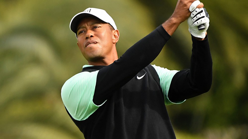 Tiger tinkering with equipment, swing in high elevation