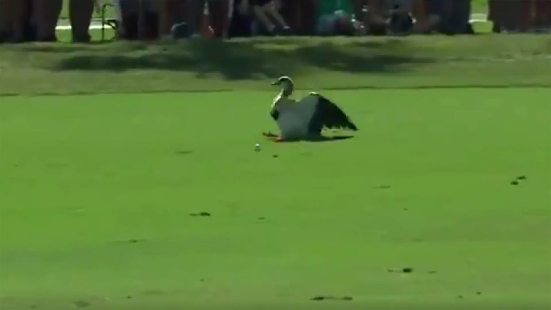 Watch: Tiger's drive startles strolling duck