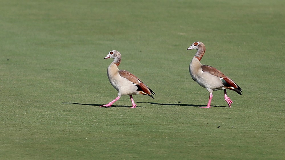 Watch: Playing through! Simpson’s caddie chases duck off tee box